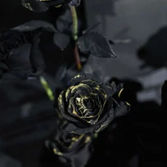 w1920h1000-985.jpeg