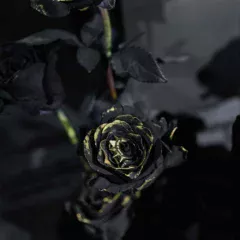w1920h1000-985.jpeg